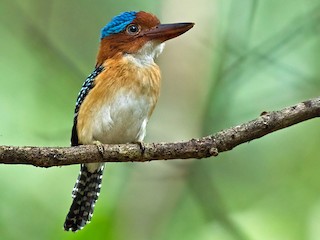WATERBULL プルガサリ(チビガサリ) 🦅 Plumbeous Water Redstart
