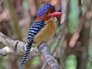 Male (Banded) - Christoph Moning - ML221146921