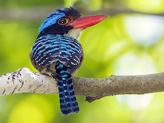 WATERBULL プルガサリ(チビガサリ) 🦅 Plumbeous Water Redstart （Phoenicurus fuliginosus
