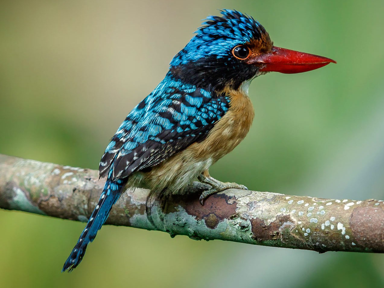 Banded Kingfisher - Saravanan Krishnamurthy