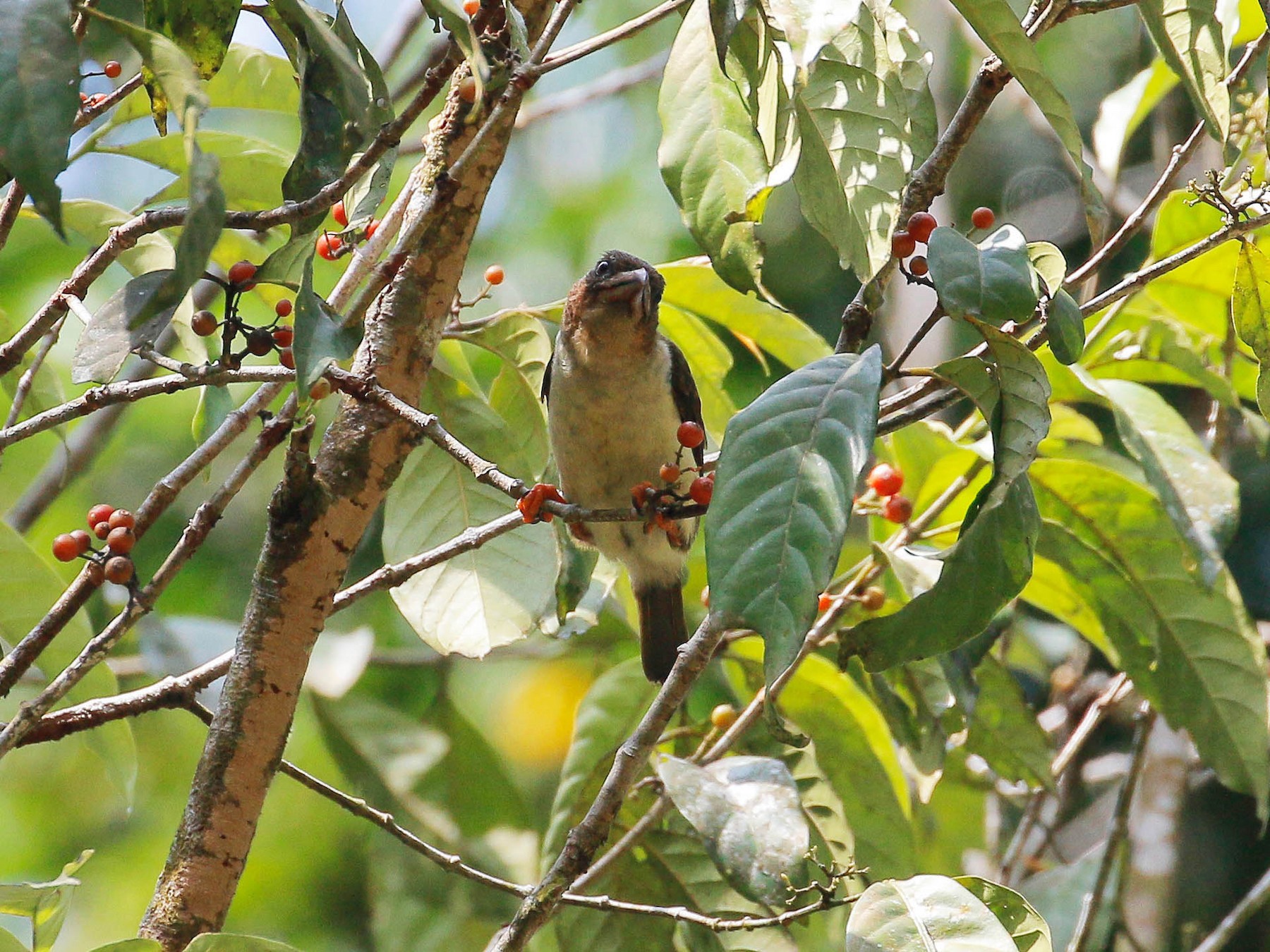 Sooty Barbet - Neoh Hor Kee