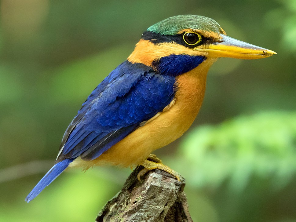 Rufous-collared Kingfisher - Ayuwat Jearwattanakanok
