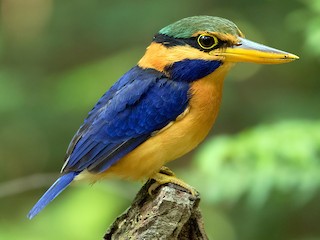  - Rufous-collared Kingfisher