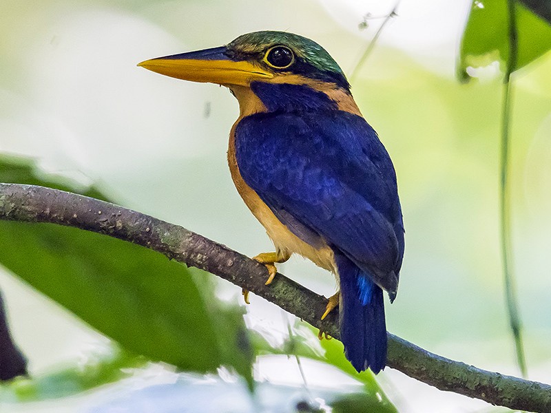 Rufous-collared Kingfisher - Matthew Kwan