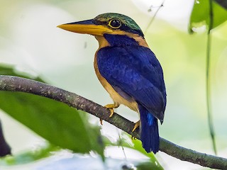  - Rufous-collared Kingfisher