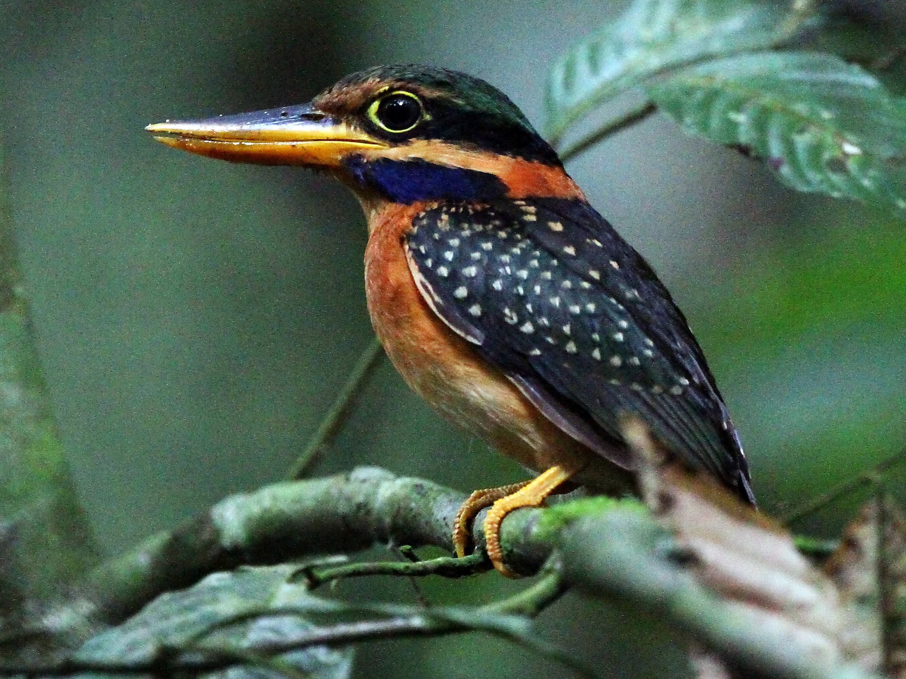 Rufous-collared Kingfisher - Ang TH