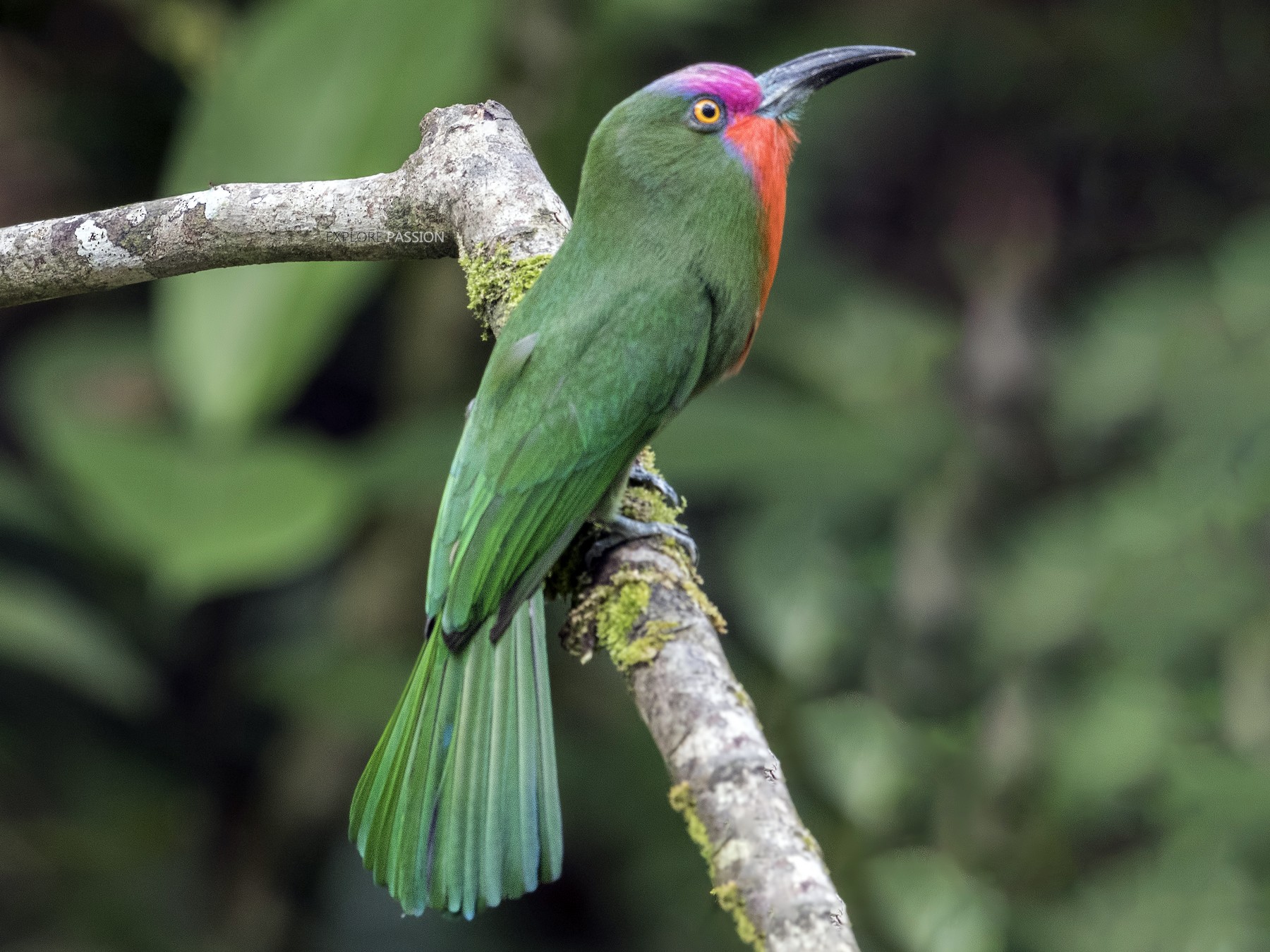 Red-bearded Bee-eater - eBird