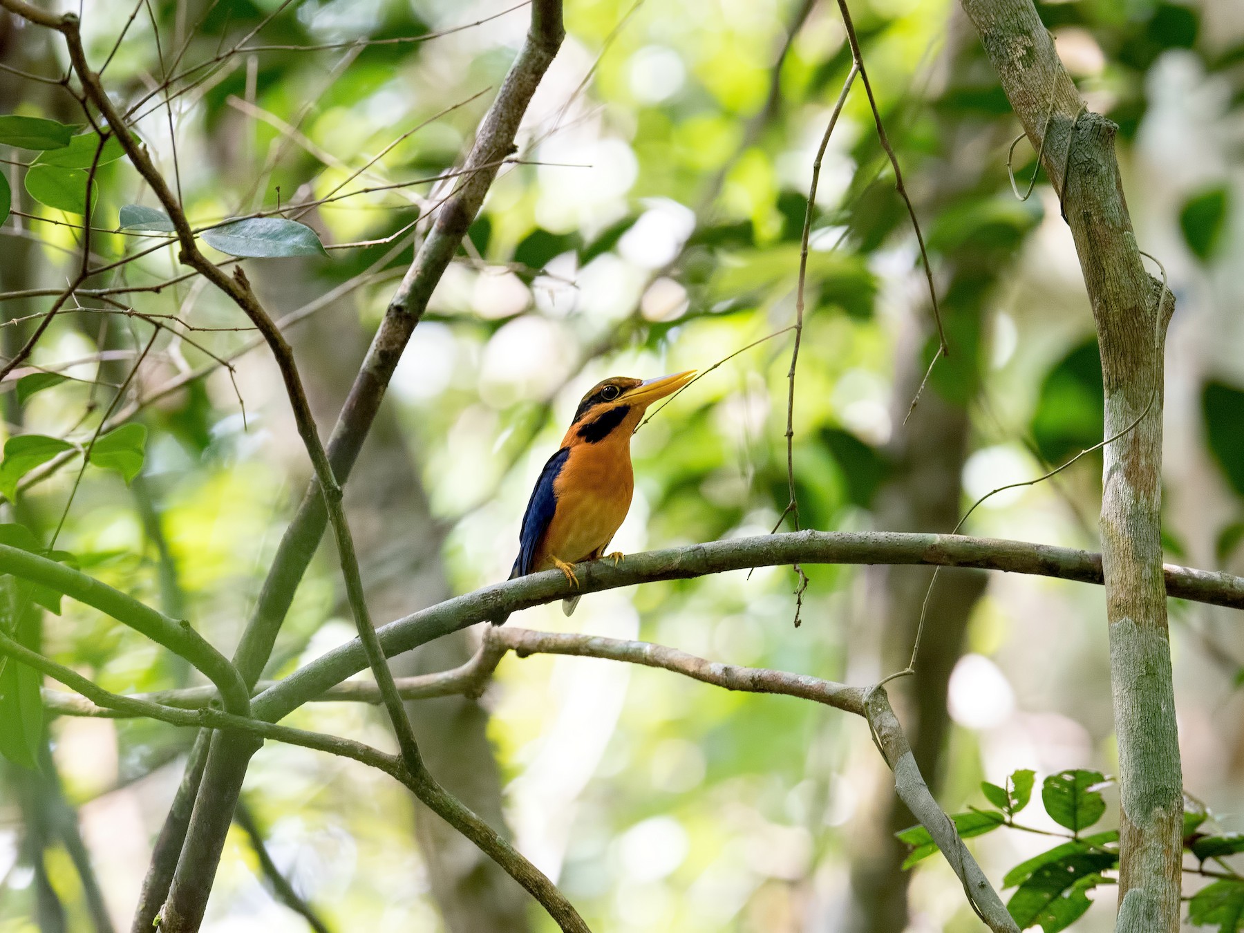 Rufous-collared Kingfisher - Shailesh Pinto