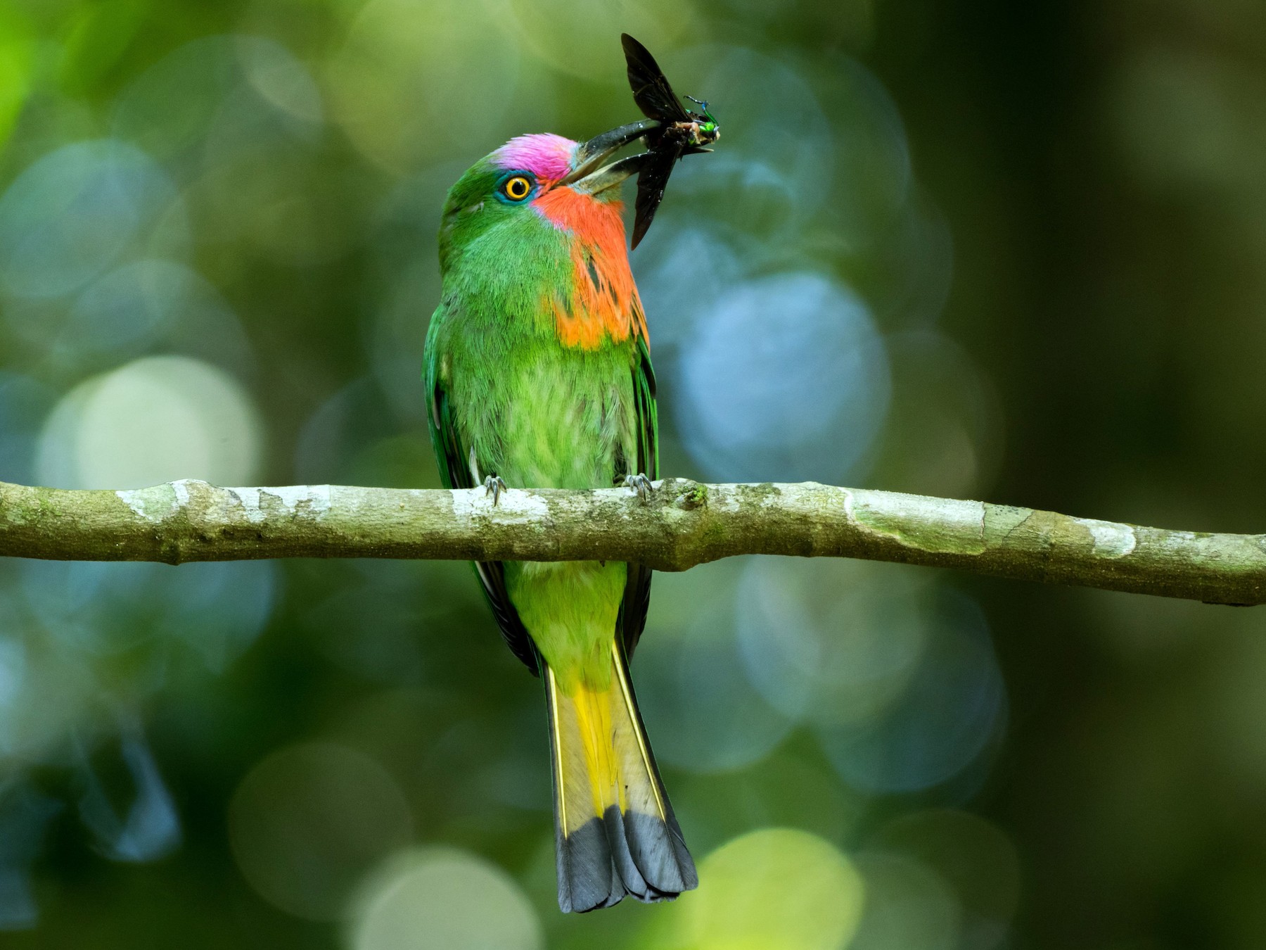 Red-bearded Bee-eater - eBird