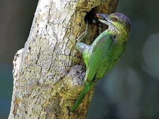 ミミアオゴシキドリ - eBird