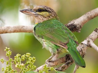ミミアオゴシキドリ - eBird