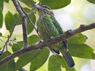 ミミアオゴシキドリ - eBird