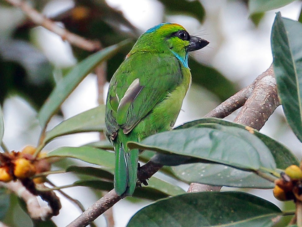 Yellow-crowned Barbet - Neoh Hor Kee