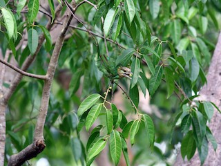 ミミアオゴシキドリ - eBird