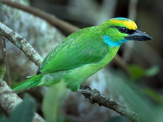  - Yellow-crowned Barbet