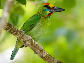  - Red-throated Barbet