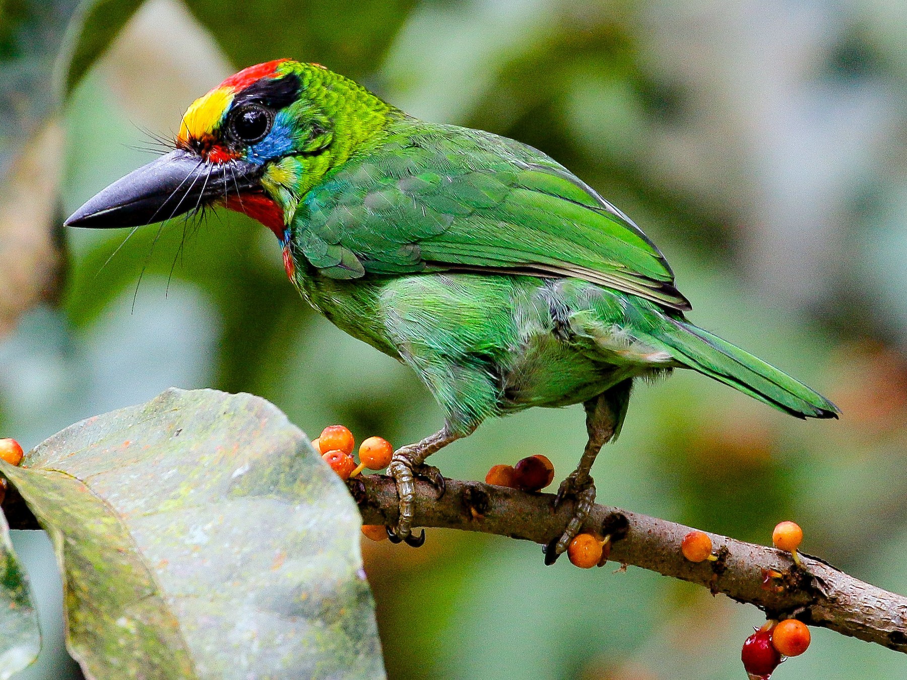 Red-throated Barbet - Neoh Hor Kee