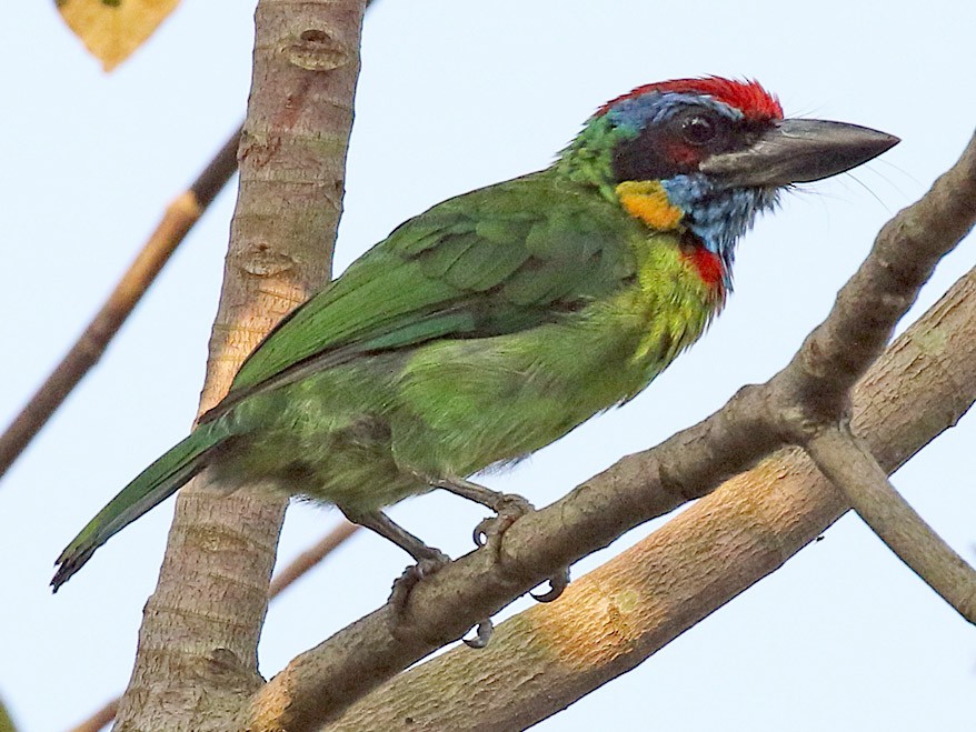 Takur tutut - eBird