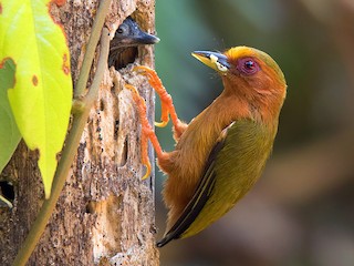 雄鳥和幼鳥 - Ayuwat Jearwattanakanok - ML221148451