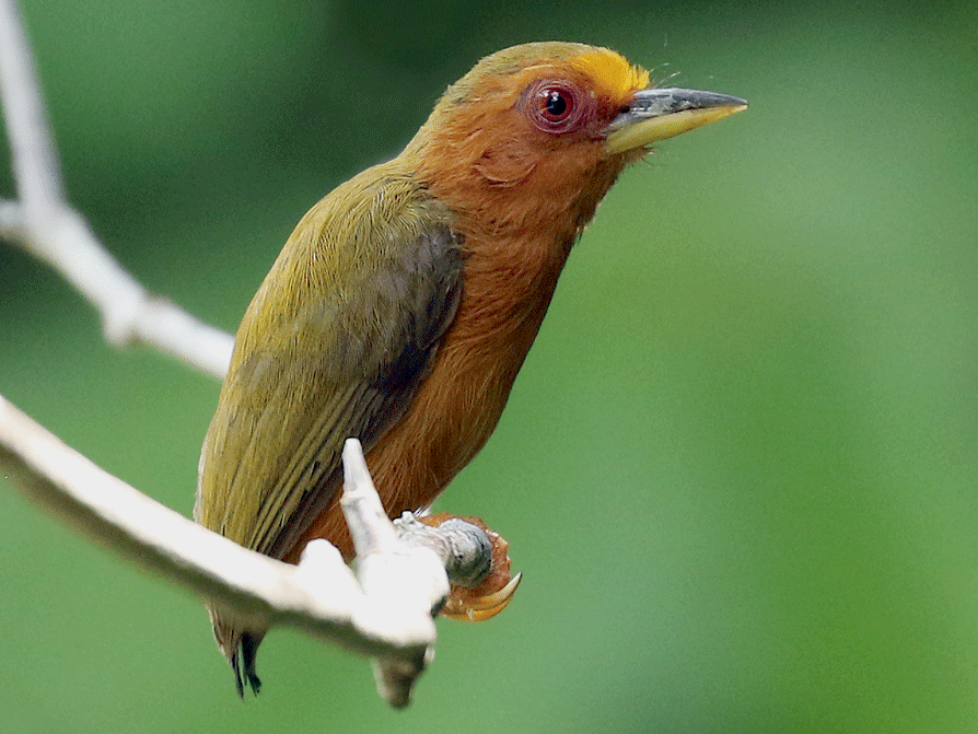Rufous Piculet - Dave Bakewell
