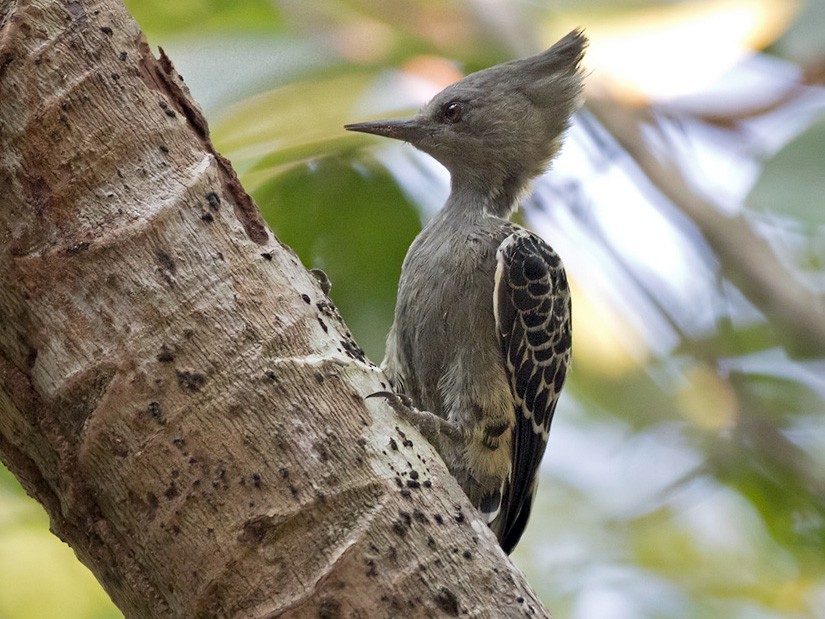 Gray-and-buff Woodpecker - Lars Petersson