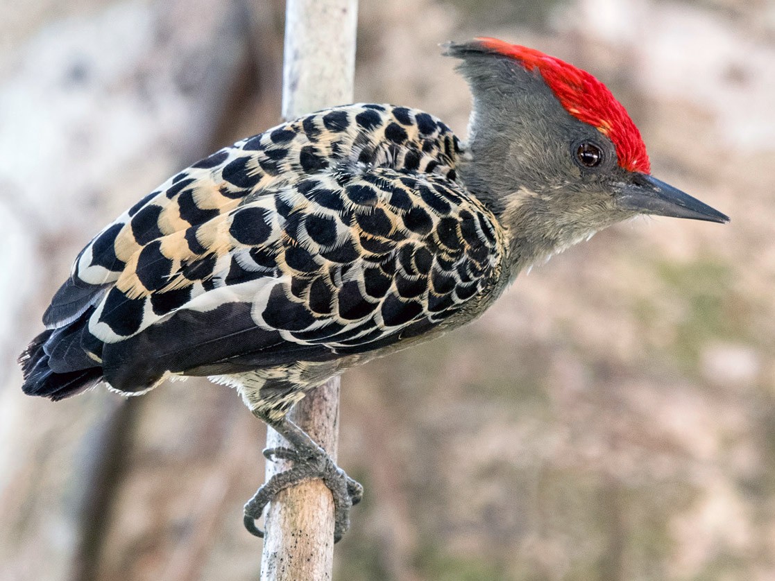 Gray-and-buff Woodpecker - Wai Loon Wong