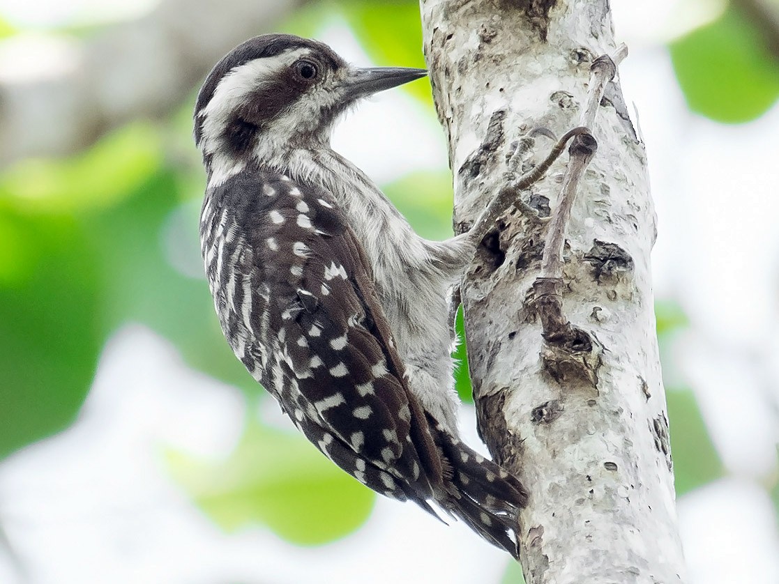 Sunda Pygmy Woodpecker - Natthaphat Chotjuckdikul