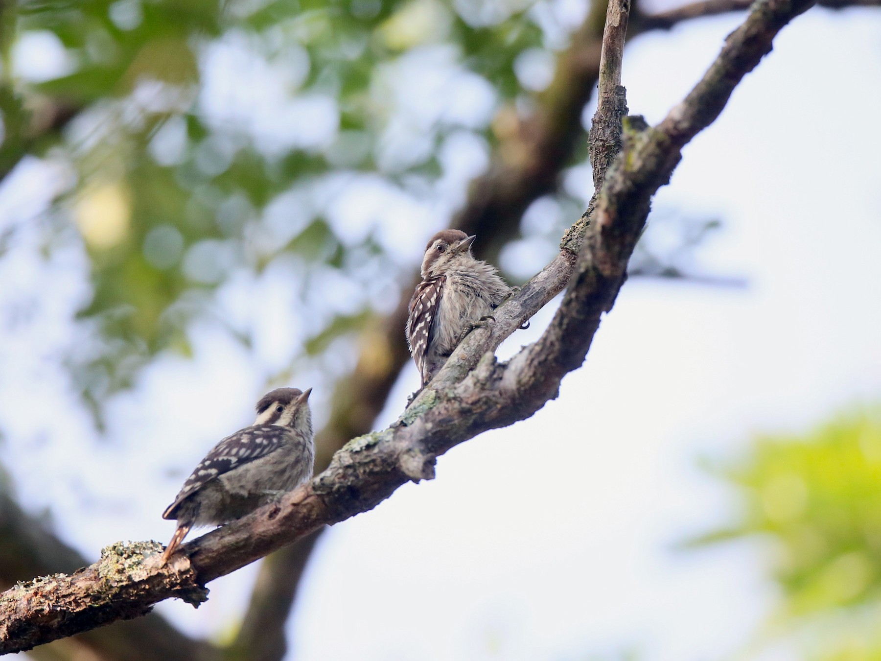 Sunda Pygmy Woodpecker - Ting-Wei (廷維) HUNG (洪)