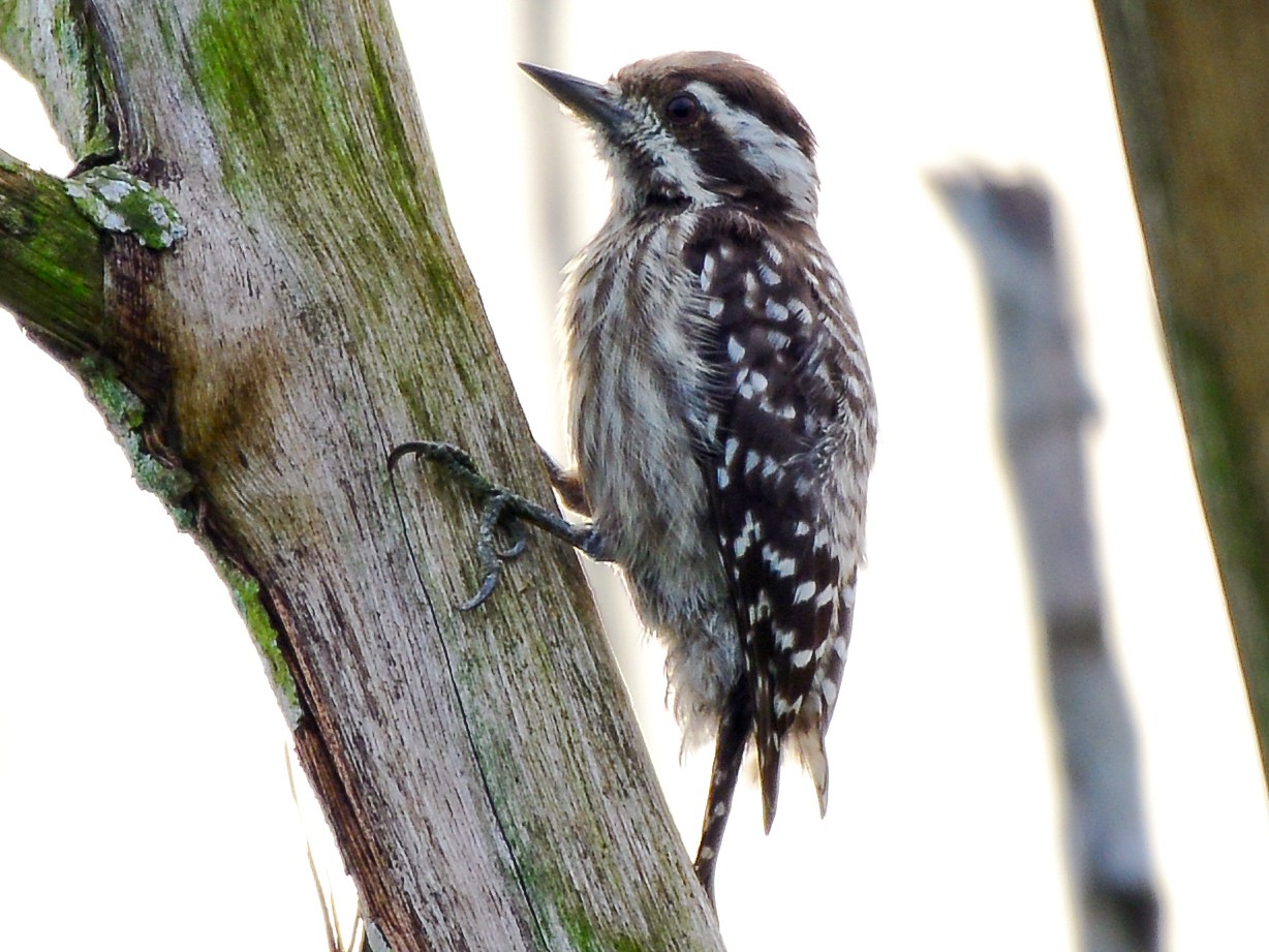 Sunda Pygmy Woodpecker - Harn Sheng Khor