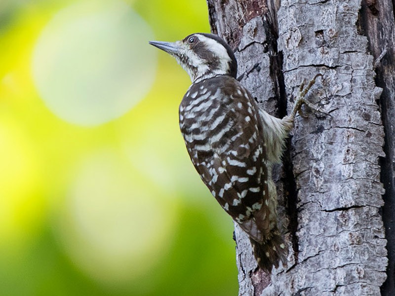 Sunda Pygmy Woodpecker - Ayuwat Jearwattanakanok