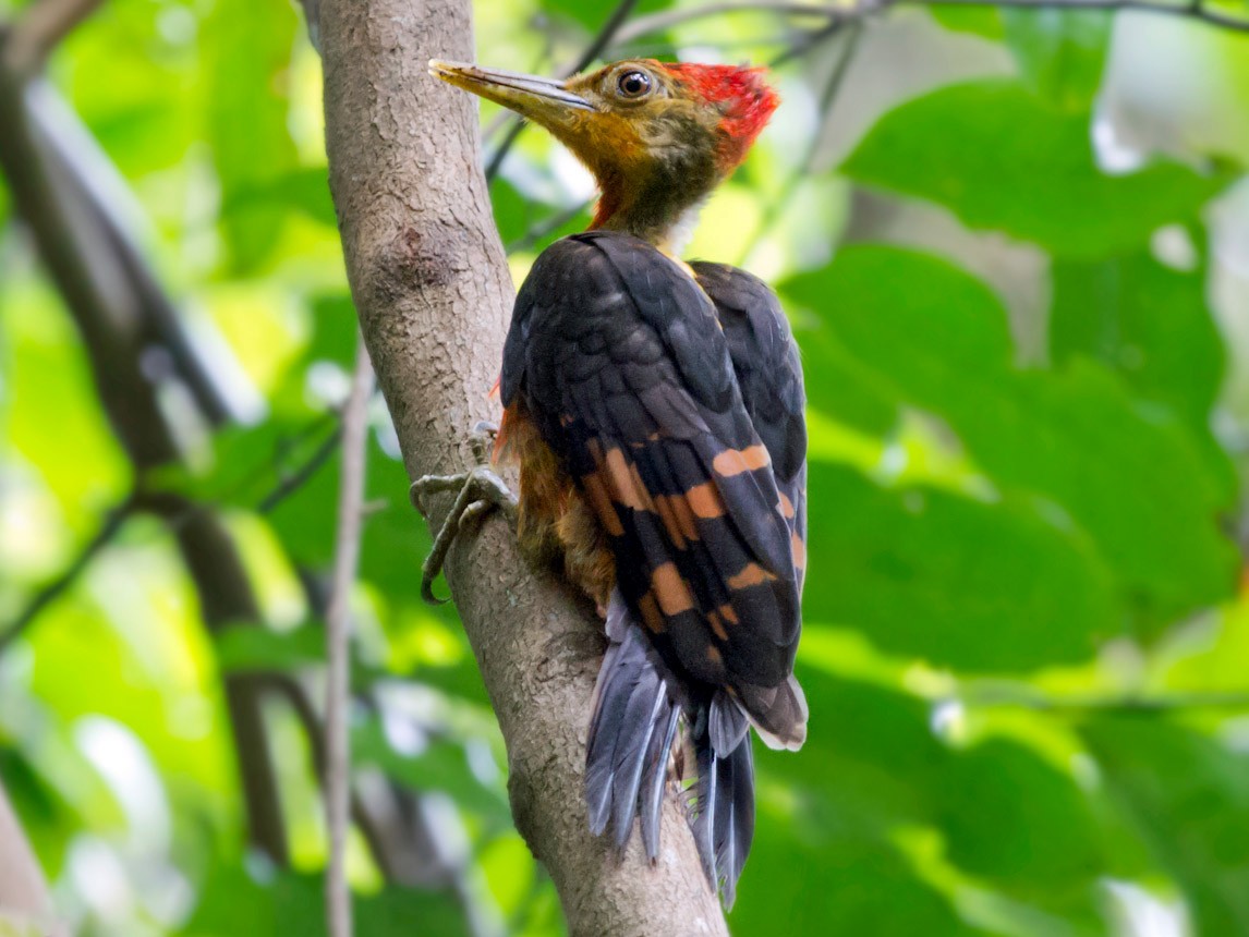Orange-backed Woodpecker - Jon Lowes