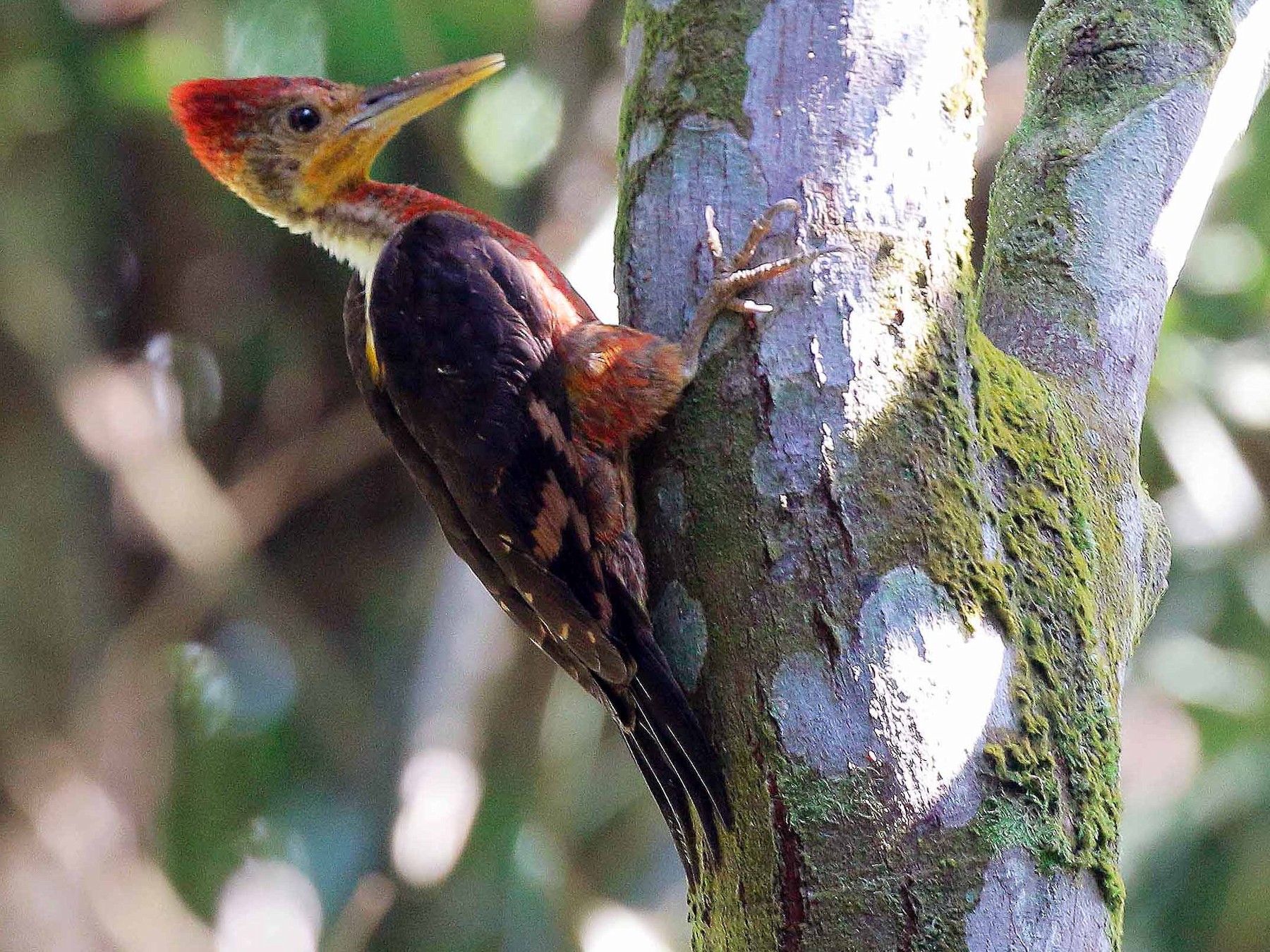 Orange-backed Woodpecker - Neoh Hor Kee