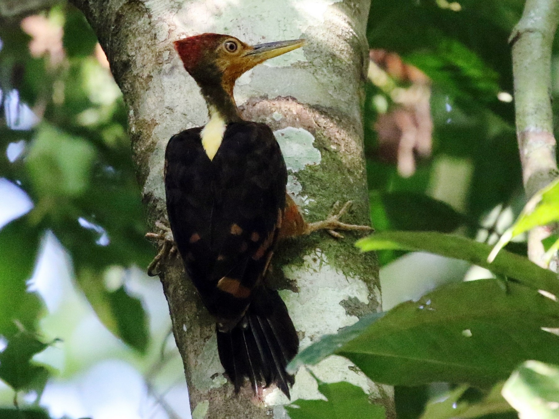 Orangebacked Woodpecker eBird