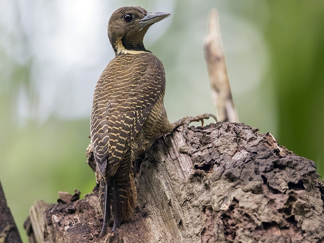 Buff-necked Woodpecker - Matthew Kwan