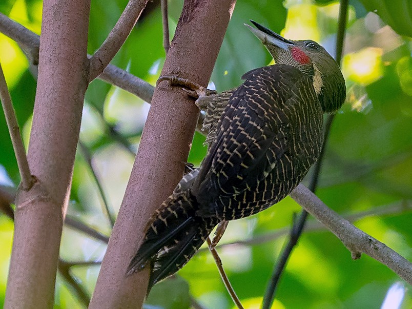 Buff-necked Woodpecker - David and Kathy  Cook