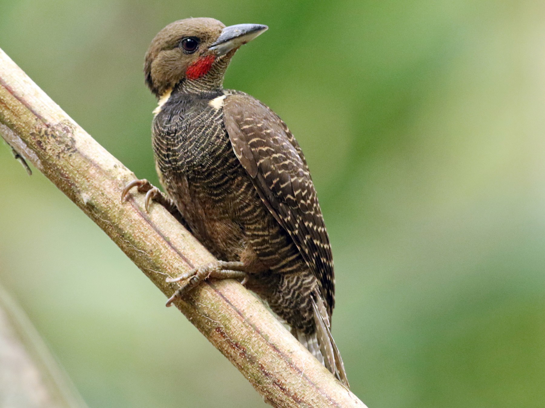 Buff-necked Woodpecker - Anonymous