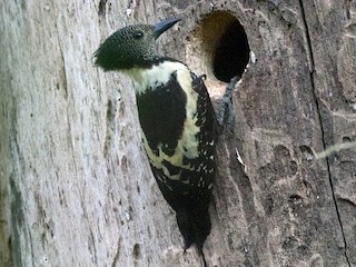  - Black-and-buff Woodpecker