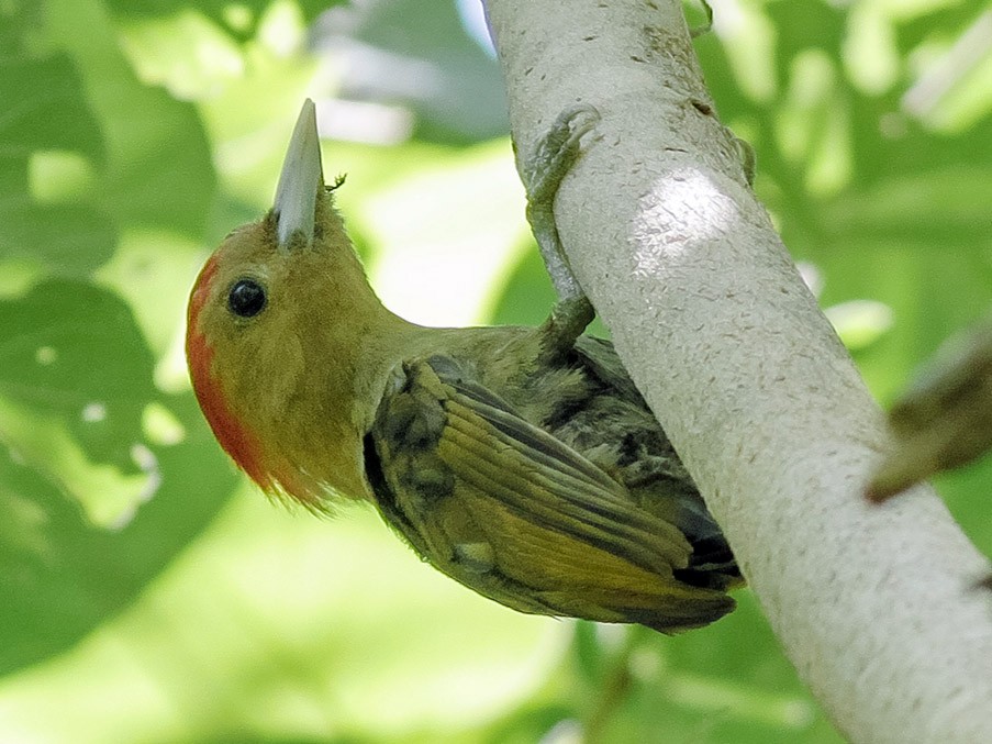 Bamboo Woodpecker - Wich’yanan Limparungpatthanakij