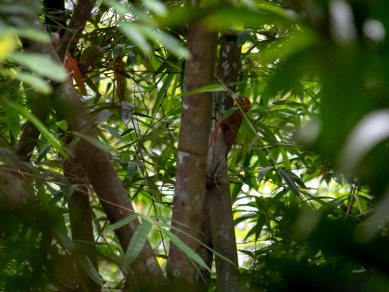 Bamboo Woodpecker eBird