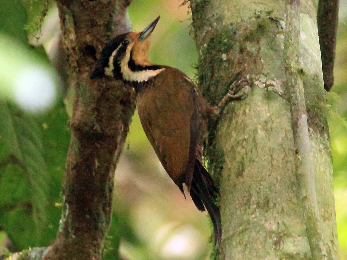 Olive-backed Woodpecker - Nigel Voaden