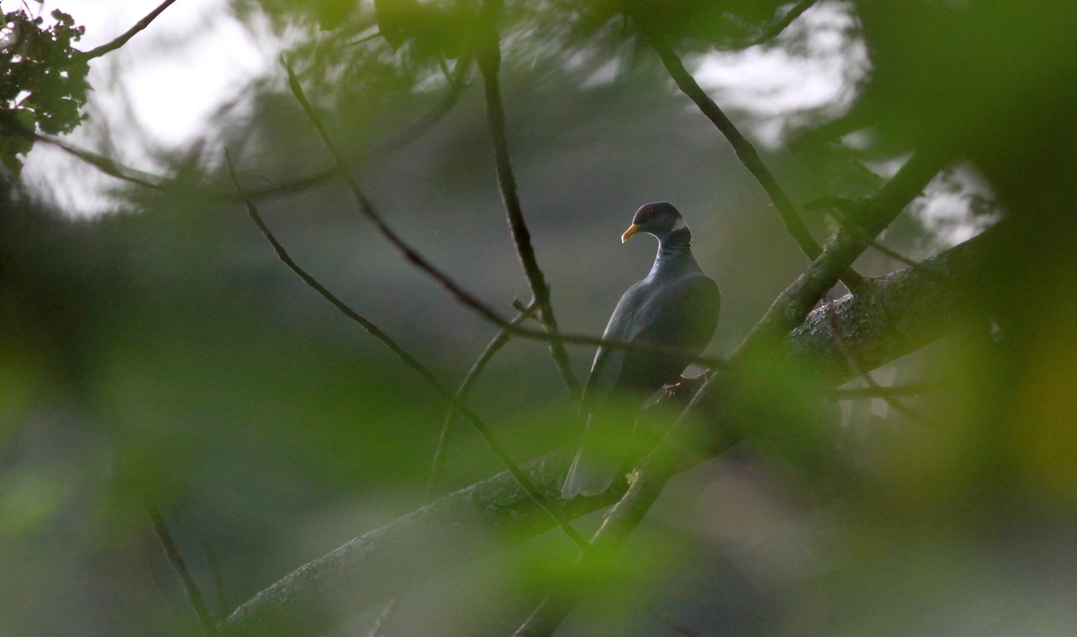 Band-tailed Pigeon (White-necked) - Jay McGowan