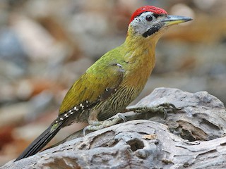  - Laced Woodpecker