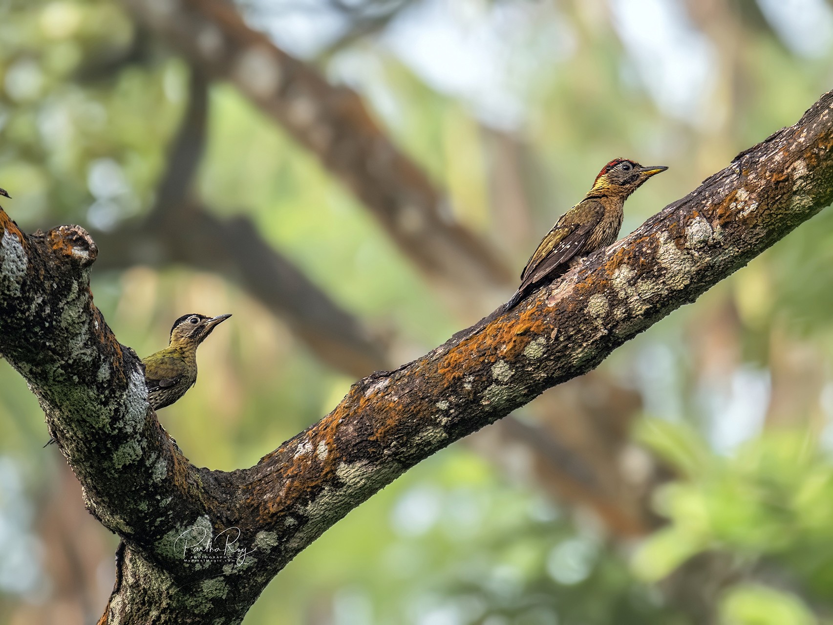 Laced Woodpecker - Partha Roy