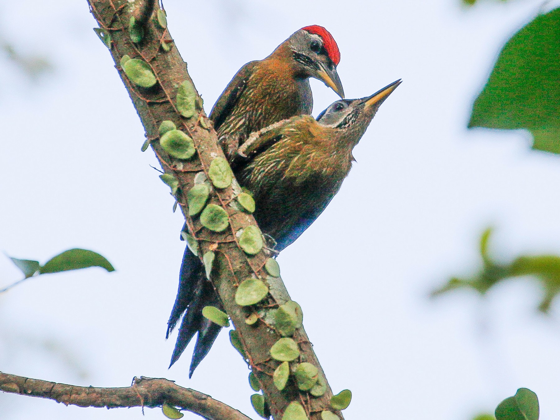 Streak-breasted Woodpecker - Neoh Hor Kee