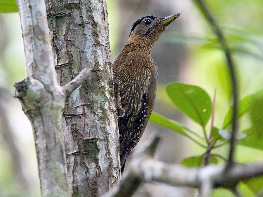 Streak-breasted Woodpecker - Ayuwat Jearwattanakanok