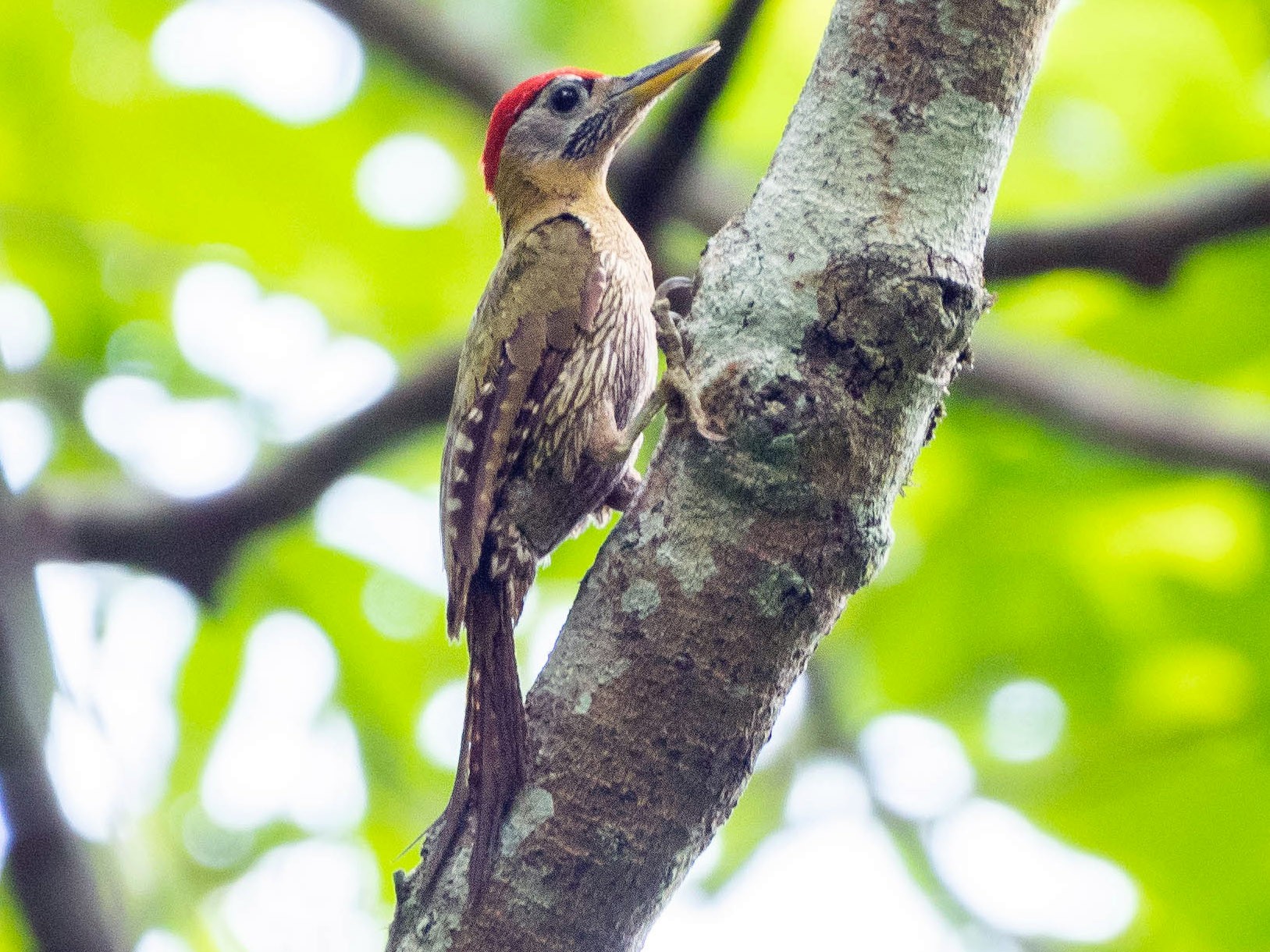 Streak-breasted Woodpecker - Andaman Kaosung