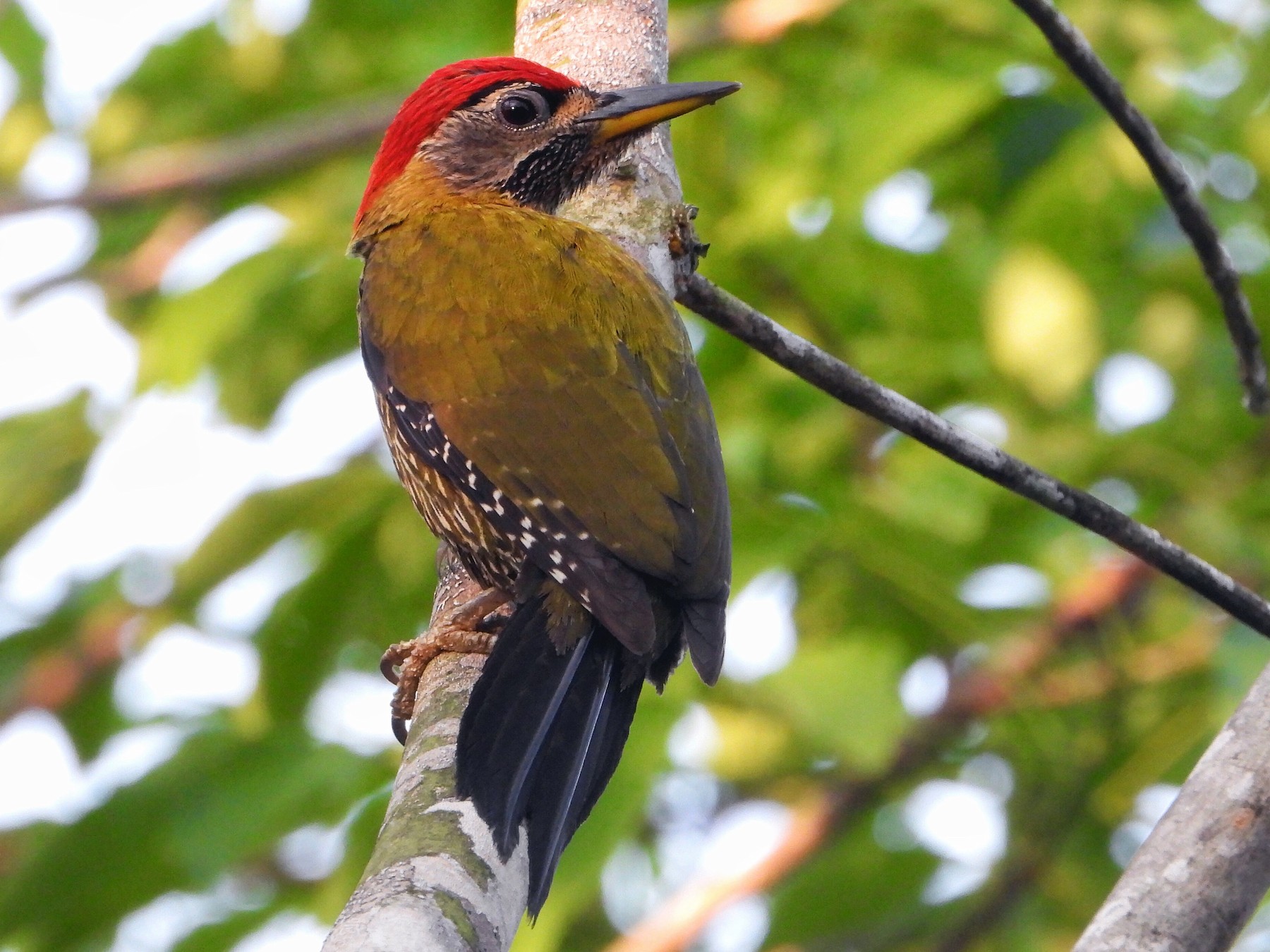 Streak-breasted Woodpecker - Ingkayut Sa-ar