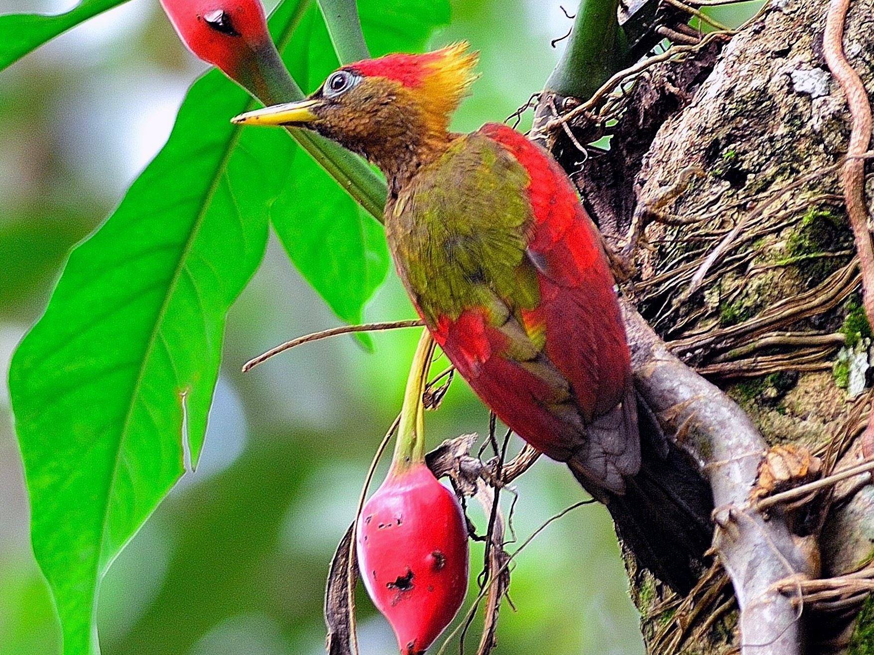 Crimson-winged Woodpecker - Wbird Tsai