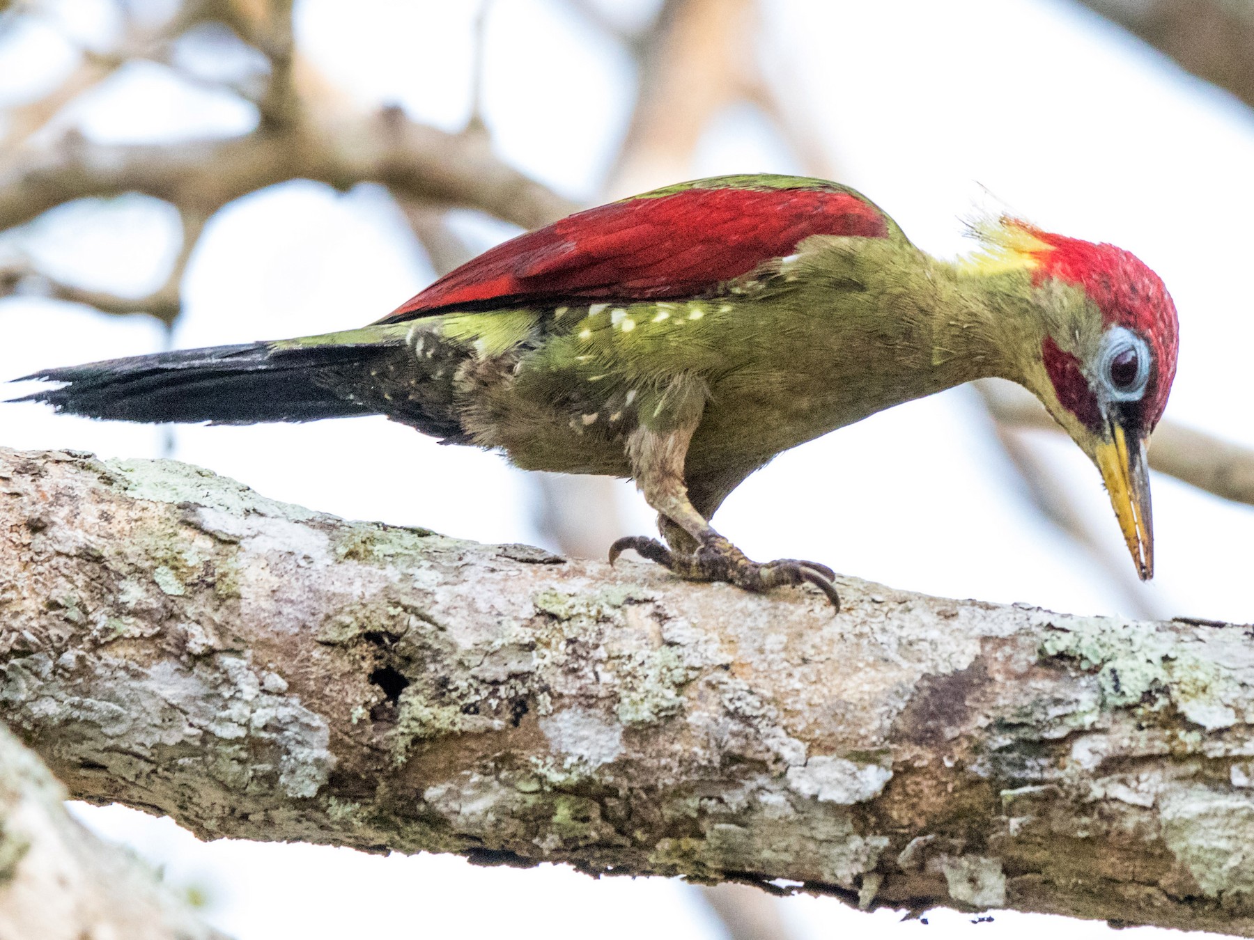 Crimson-winged Woodpecker - Peter  Steward