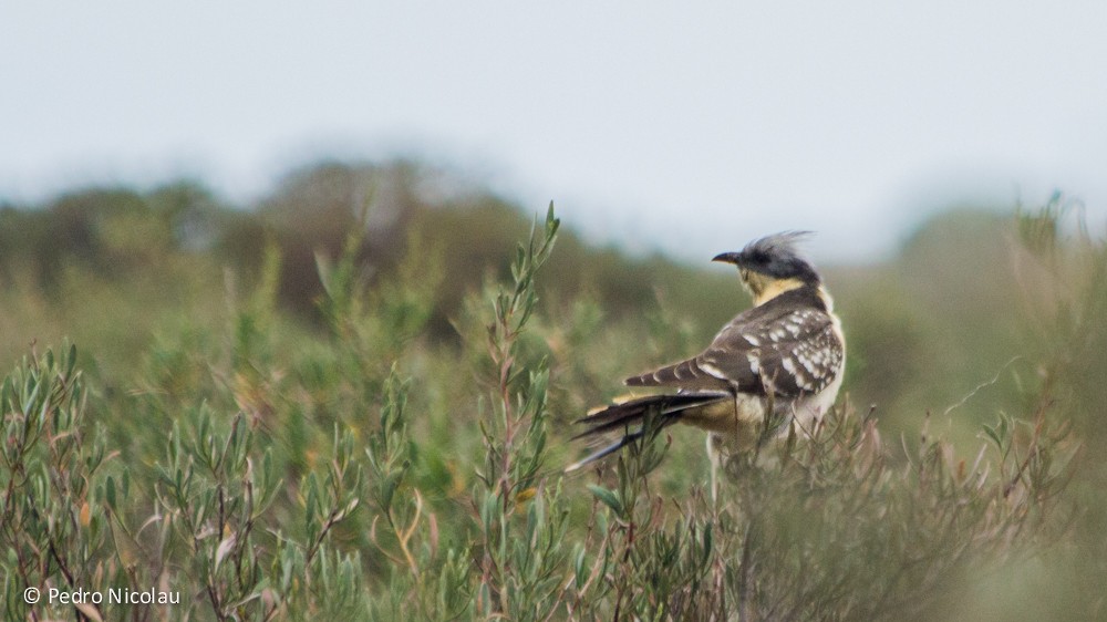 Great Spotted Cuckoo - ML22115291